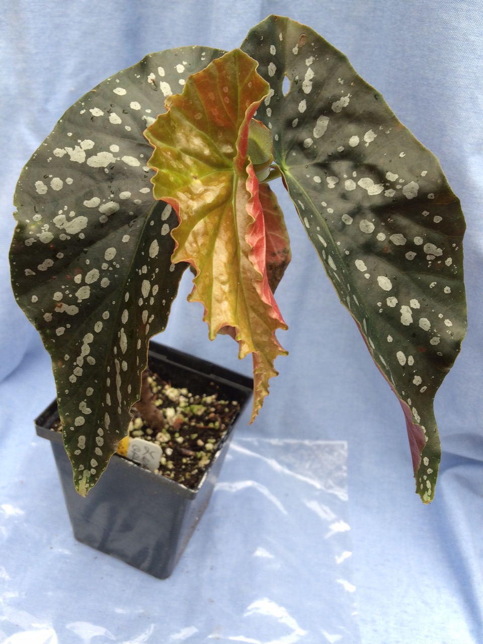 B. ‘Ms Sara-Lee’
